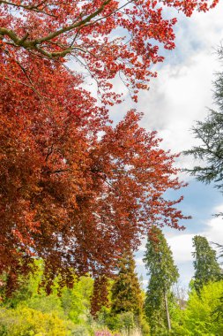 Zürih, İsviçre, 1 Mayıs 2024 Fagus Sylvatica veya botanik bahçesindeki kayın bitkisi