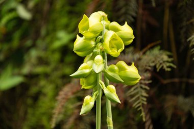 Zürih, İsviçre, 1 Mayıs 2024 Catasetum Planiceps veya botanik bahçesindeki orkide bitkisi