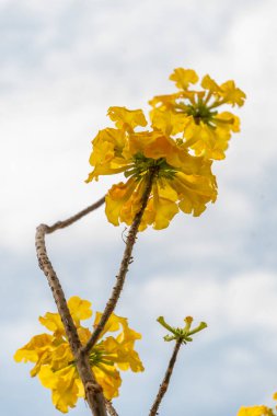 Zürih, İsviçre, 1 Mayıs 2024 Botanik Bahçesindeki Uncarina Leandrii bitkisi
