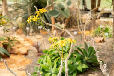 Zürih, İsviçre, 1 Mayıs 2024 Senecia Praecox bitkisi botanik bahçesinde.