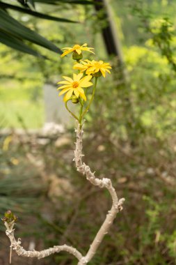 Zürih, İsviçre, 1 Mayıs 2024 Senecia Praecox bitkisi botanik bahçesinde.