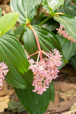 Zürih, İsviçre, 1 Mayıs 2024 Medinilla Javanensis bitkisi botanik bahçesinde.