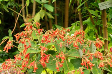 Zürih, İsviçre, 1 Mayıs 2024 Sinningia Lineata Bitkisi Botanik Bahçesi