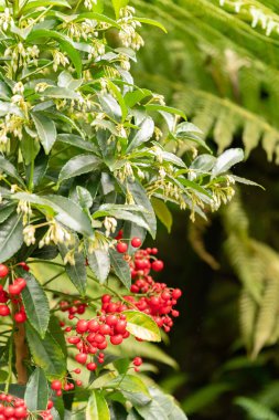 Zürih, İsviçre, 1 Mayıs 2024 Ardisia Crenata veya botanik bahçesindeki yılbaşı böğürtlen bitkisi