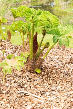 Zürih, İsviçre, 1 Mayıs 2024 Gunnera Tinctoria veya botanik bahçesindeki dev ravent bitkisi