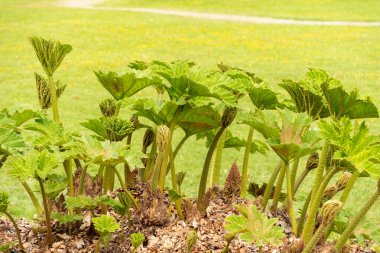 Zürih, İsviçre, 1 Mayıs 2024 Gunnera Tinctoria veya botanik bahçesindeki dev ravent bitkisi