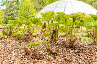 Zürih, İsviçre, 1 Mayıs 2024 Gunnera Tinctoria veya botanik bahçesindeki dev ravent bitkisi
