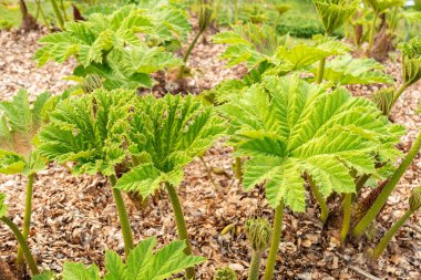 Zürih, İsviçre, 1 Mayıs 2024 Gunnera Tinctoria veya botanik bahçesindeki dev ravent bitkisi