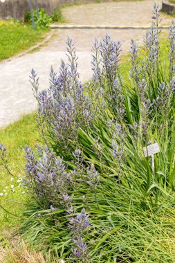 Zürih, İsviçre, 1 Mayıs 2024 Camassia Leichtlinii ya da botanik bahçesindeki harika pijamalar.