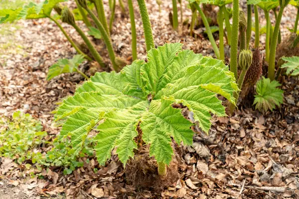 Zürih, İsviçre, 1 Mayıs 2024 Gunnera Tinctoria veya botanik bahçesindeki dev ravent bitkisi