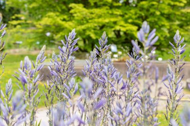 Zürih, İsviçre, 1 Mayıs 2024 Camassia Leichtlinii ya da botanik bahçesindeki harika pijamalar.