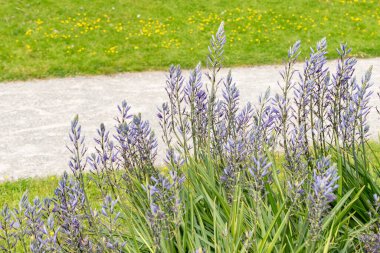 Zürih, İsviçre, 1 Mayıs 2024 Camassia Leichtlinii ya da botanik bahçesindeki harika pijamalar.