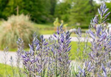 Zürih, İsviçre, 1 Mayıs 2024 Camassia Leichtlinii ya da botanik bahçesindeki harika pijamalar.