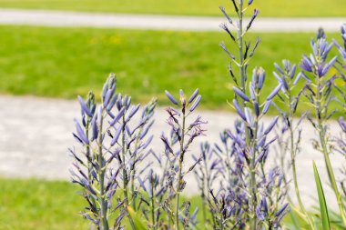 Zürih, İsviçre, 1 Mayıs 2024 Camassia Leichtlinii ya da botanik bahçesindeki harika pijamalar.