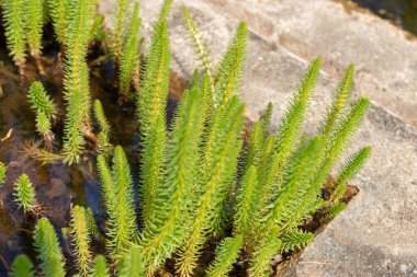 Zürih, İsviçre, 1 Mayıs 2024 Vulgaris Hippuris veya kısrakların botanik bahçesindeki kuyruk bitkisi