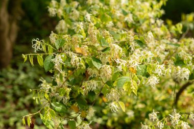 Zürih, İsviçre, 1 Mayıs 2024 Loropetalum Çin veya botanik bahçesindeki Çin püskülleri