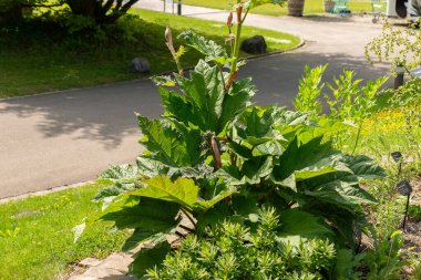 Zürih, İsviçre, 1 Mayıs 2024 Rheum Officinale veya botanik bahçesindeki Çin ravent bitkisi