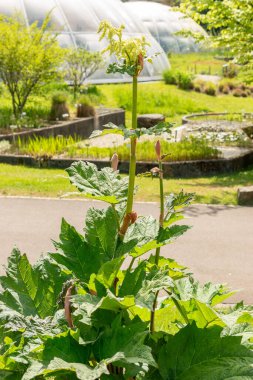 Zürih, İsviçre, 1 Mayıs 2024 Rheum Officinale veya botanik bahçesindeki Çin ravent bitkisi
