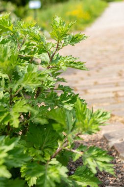 Zürih, İsviçre, 1 Mayıs 2024 Vulgaris Artemisia veya botanik bahçesindeki sıradan mugwort bitkisi