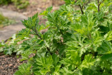 Zürih, İsviçre, 1 Mayıs 2024 Vulgaris Artemisia veya botanik bahçesindeki sıradan mugwort bitkisi