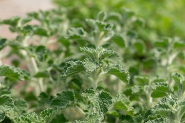 Zürih, İsviçre, 1 Mayıs 2024 Marrubuim Vulgare veya botanik bahçesindeki ortak horehound bitkisi