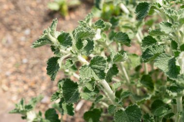 Zürih, İsviçre, 1 Mayıs 2024 Marrubuim Vulgare veya botanik bahçesindeki ortak horehound bitkisi