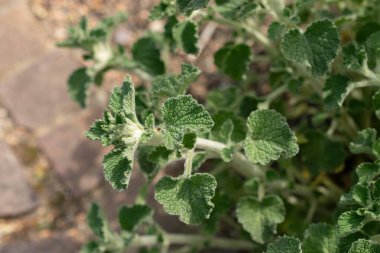 Zürih, İsviçre, 1 Mayıs 2024 Marrubuim Vulgare veya botanik bahçesindeki ortak horehound bitkisi