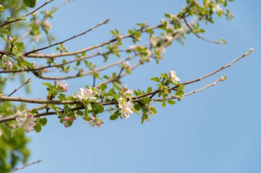 Zürih, İsviçre, 1 Mayıs 2024 Malus Domestica veya botanik bahçesindeki elma ağacı