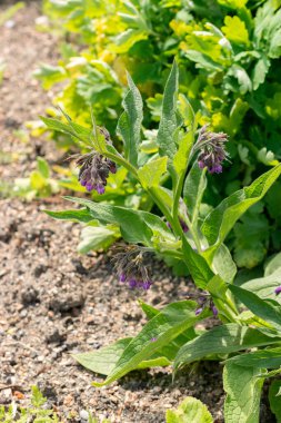 Zürih, İsviçre, 1 Mayıs 2024 Symphytum Officinale veya botanik bahçesindeki kemik fabrikası