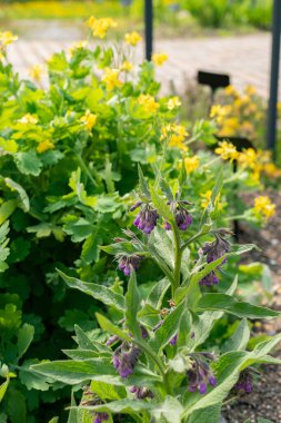 Zürih, İsviçre, 1 Mayıs 2024 Symphytum Officinale veya botanik bahçesindeki kemik fabrikası