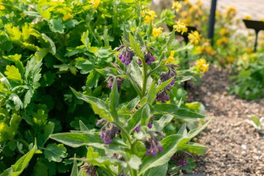 Zürih, İsviçre, 1 Mayıs 2024 Symphytum Officinale veya botanik bahçesindeki kemik fabrikası