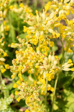 Zürih, İsviçre, 1 Mayıs 2024 Primula Veris veya botanik bahçesindeki sıradan inek ayağı bitkisi