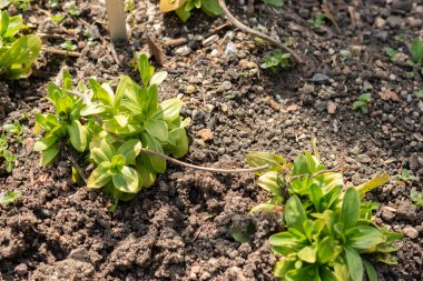 Zürih, İsviçre, 1 Mayıs 2024 Erythraea Centaurium veya botanik bahçesindeki ortak santral.