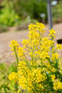 Zürih, İsviçre, 1 Mayıs 2024 Barbarea Vulgaris veya botanik bahçesindeki kışlık bitki