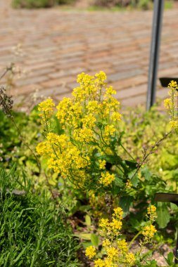 Zürih, İsviçre, 1 Mayıs 2024 Barbarea Vulgaris veya botanik bahçesindeki kışlık bitki