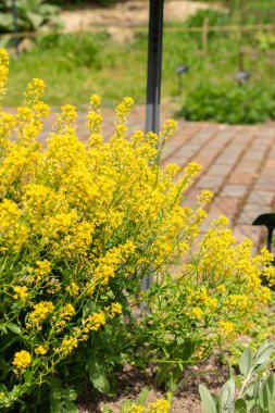 Zürih, İsviçre, 1 Mayıs 2024 Barbarea Vulgaris veya botanik bahçesindeki kışlık bitki