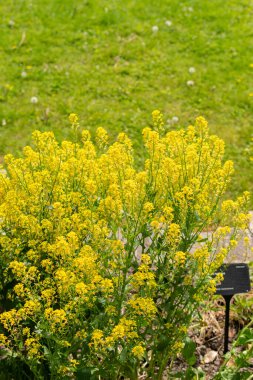 Zürih, İsviçre, 1 Mayıs 2024 Barbarea Vulgaris veya botanik bahçesindeki kışlık bitki