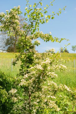 Zürih, İsviçre, 1 Mayıs 2024 Crataegus Monogyna veya botanik bahçesindeki sıradan bir atmacalı bitki