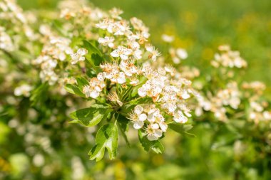 Zürih, İsviçre, 1 Mayıs 2024 Crataegus Monogyna veya botanik bahçesindeki sıradan bir atmacalı bitki