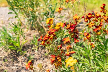 Zürih, İsviçre, 1 Mayıs 2024 Erysimum Cheiri veya botanik bahçesindeki Wallflower bitkisi