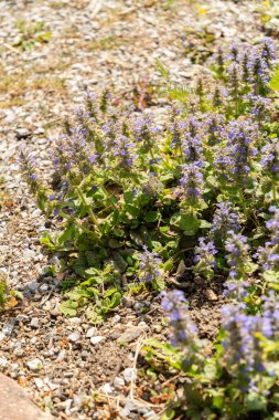 Zürih, İsviçre, 1 Mayıs 2024 Ajuga Reptans veya botanik bahçesindeki borazan bitkisi