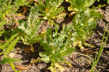 Zürih, İsviçre, 1 Mayıs 2024 Papaver Somniferum veya botanik bahçesindeki afyon haşhaş bitkisi