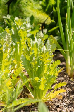 Zürih, İsviçre, 1 Mayıs 2024 Papaver Somniferum veya botanik bahçesindeki afyon haşhaş bitkisi