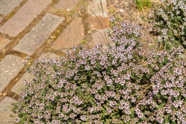 Zürih, İsviçre, 1 Mayıs 2024 Thymus Vulgaris veya botanik bahçesindeki yaygın kekik bitkisi