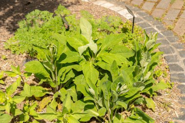 Zürih, İsviçre, 1 Mayıs 2024 Digitalis Purpurea veya botanik bahçesindeki yüksükotu bitkisi