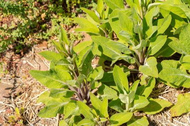 Zürih, İsviçre, 1 Mayıs 2024 Digitalis Purpurea veya botanik bahçesindeki yüksükotu bitkisi