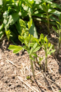 Zürih, İsviçre, 1 Mayıs 2024 Babtisia Australis bitkisi botanik bahçesinde.
