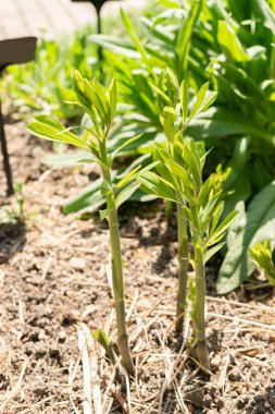 Zürih, İsviçre, 1 Mayıs 2024 Babtisia Australis bitkisi botanik bahçesinde.