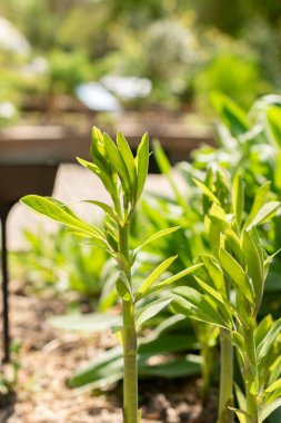 Zürih, İsviçre, 1 Mayıs 2024 Babtisia Australis bitkisi botanik bahçesinde.