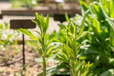 Zürih, İsviçre, 1 Mayıs 2024 Babtisia Australis bitkisi botanik bahçesinde.